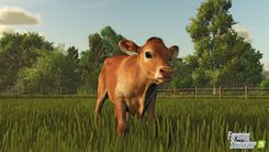 cute cow on a field